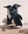 0318-1401 Canberra Zoo Penguins (3185283)